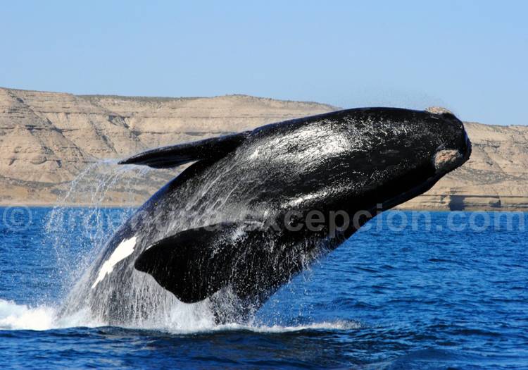 Saut de baleine à Valdès Saut de baleine à Valdès