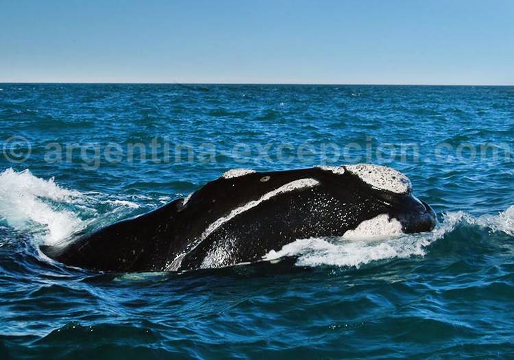Baleine franche australe Baleine franche australe