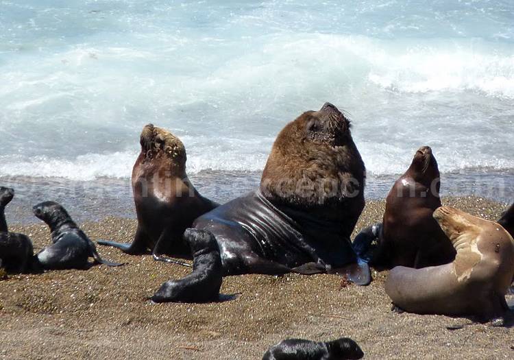 Safaris photographiques animaliers à Valdés Safaris photographiques animaliers à Valdés
