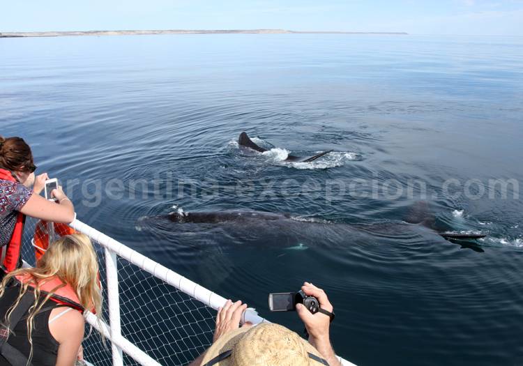 Exploration des baleines Exploration des baleines