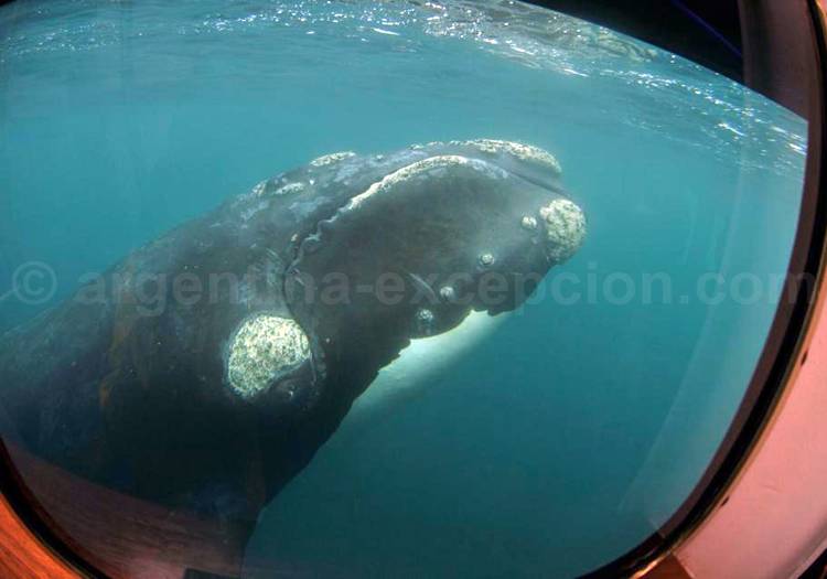 Observation d'une baleine en Patagonie argentine Observation d'une baleine en Patagonie argentine