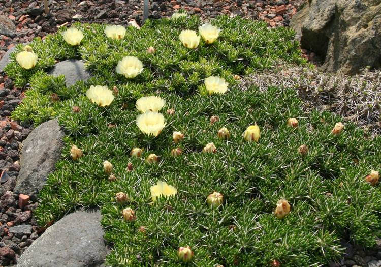 Maihuenia_poeppigii, licence CC Flickr by Michael Wolf Maihuenia_poeppigii, licence CC Flickr by Michael Wolf