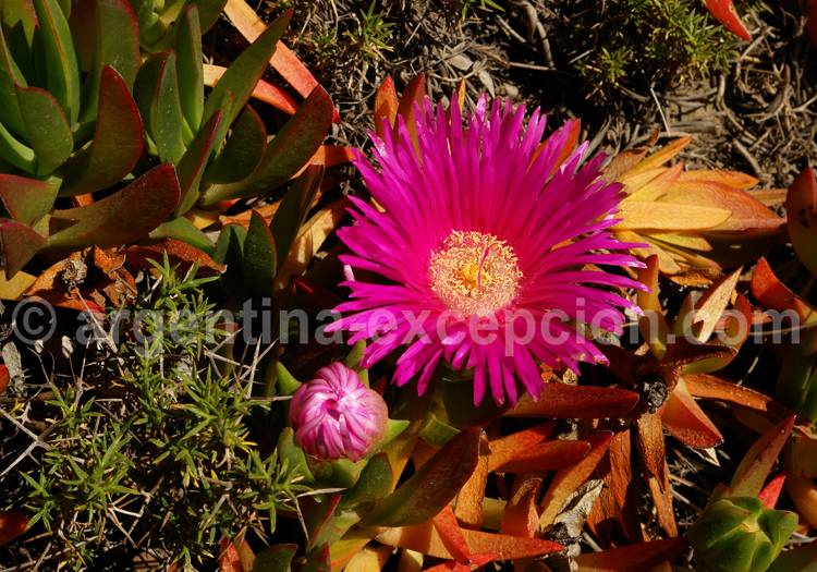 Anémone de terre Anémone de terre