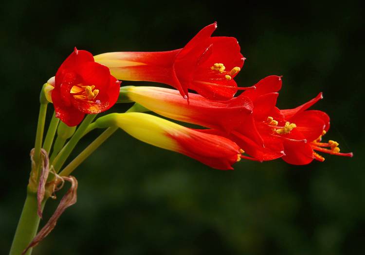 Phycella Ignea Licence CC Flickr by James Gaither Phycella Ignea Licence CC Flickr by James Gaither