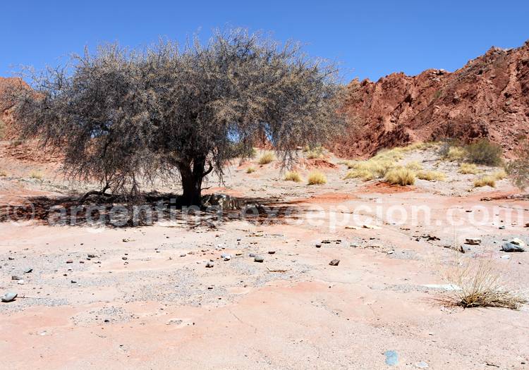 Acacia caven (Acacia caven, el espinillo, aromo, espino o churqui) Acacia caven (Acacia caven, el espinillo, aromo, espino o churqui)