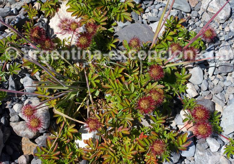 Lampourde de Magellan Lampourde de Magellan