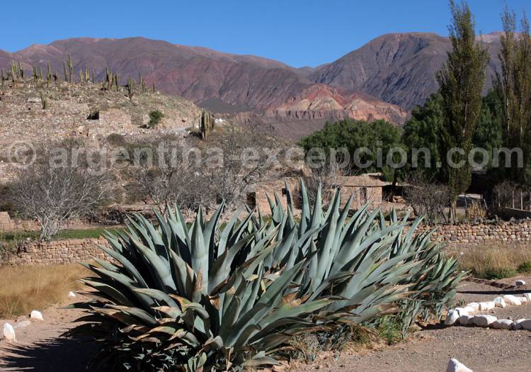 Aloe capitata Aloe capitata