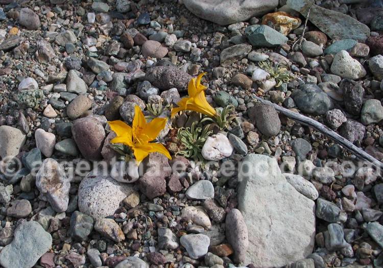 Amancay du désert Amancay du désert