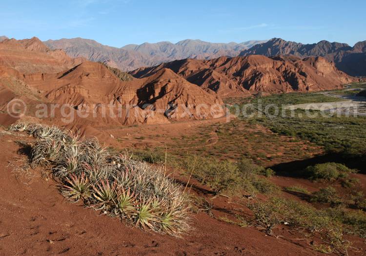 Chaguar, famille des bromélias Chaguar, famille des bromélias