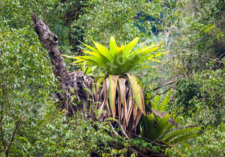 Bromelias Bromelias