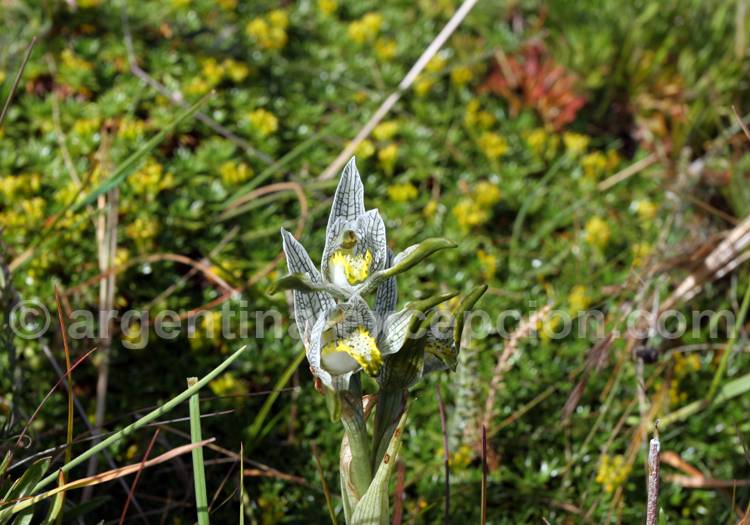 Orchidée de Magellan Ochidée de Magellan
