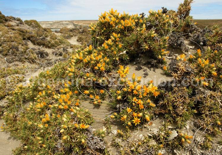 Chuquiraga oppositilofia Chuquiraga oppositilofia