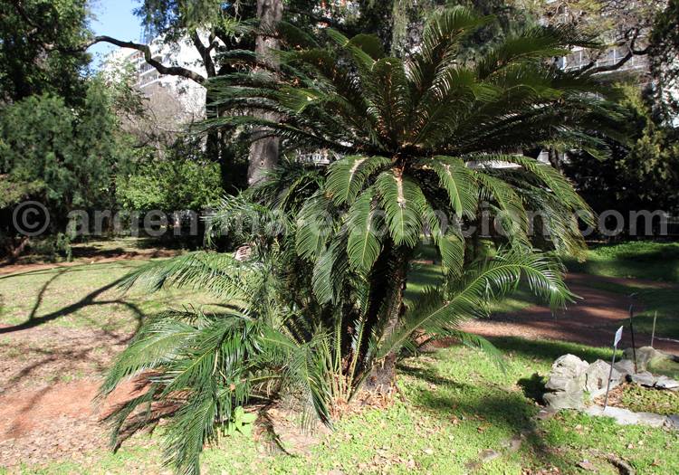 Cica ou palme d’église Cica ou palme d’église
