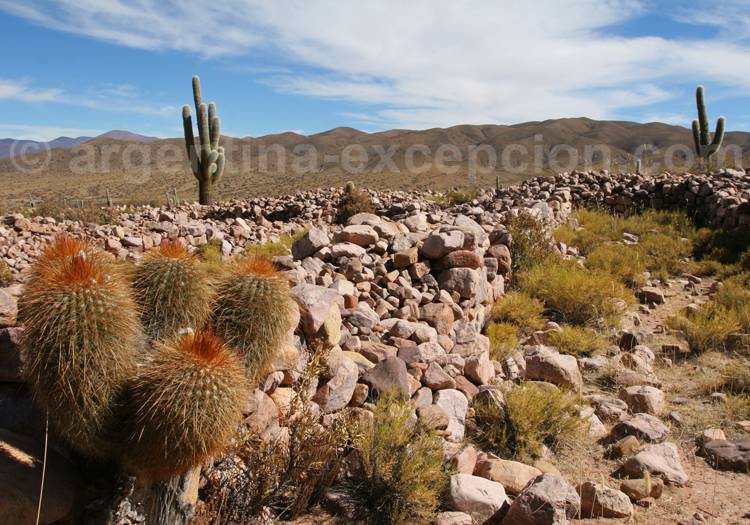 Cactus echinopsis Cactus echinopsis