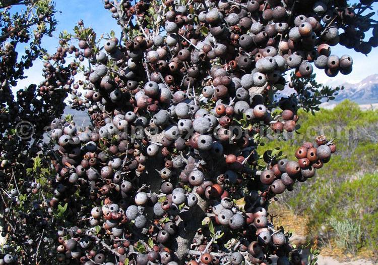 El calafate, berberis microphylla El calafate, berberis microphylla