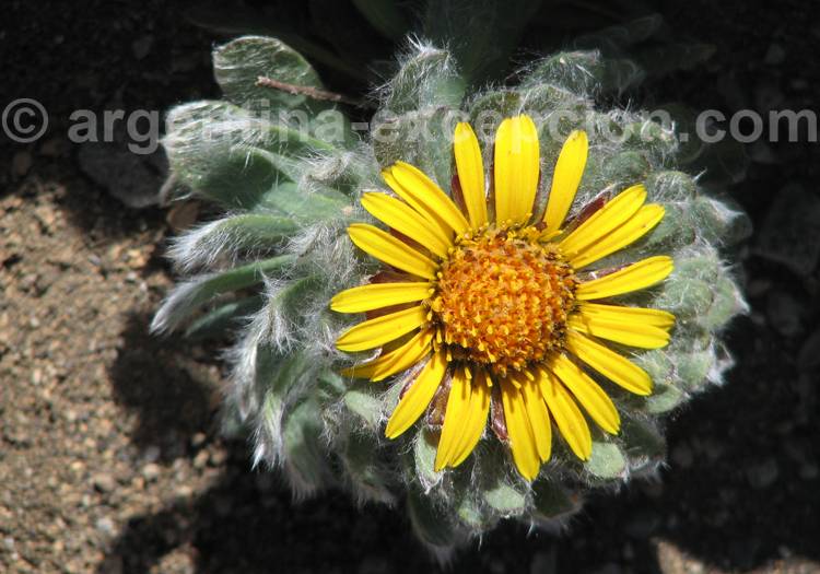 Escarapela peluda Escarapela peluda