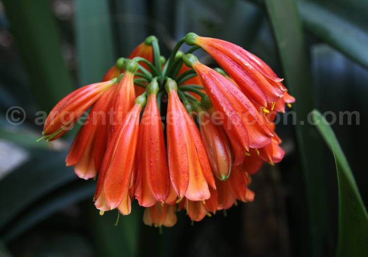 Famatina maulensis Famatina maulensis