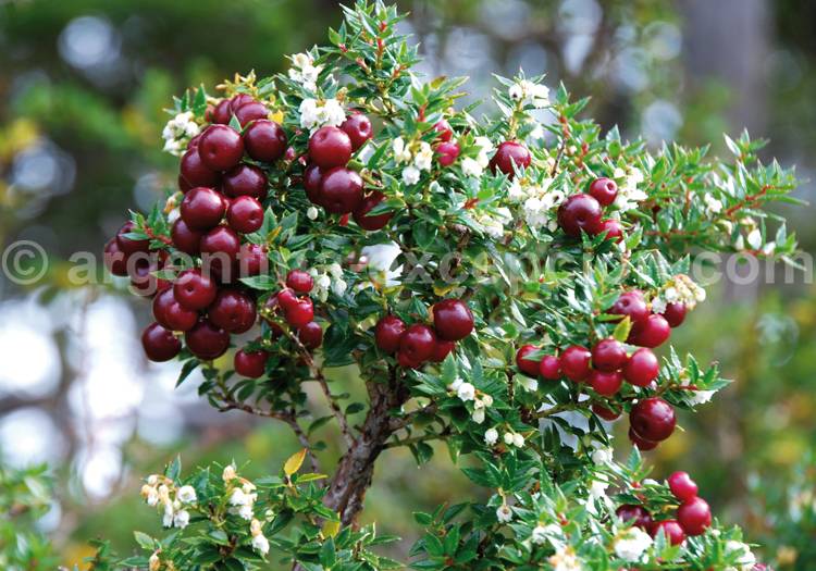 Gaultheria mucronata Gaultheria mucronata