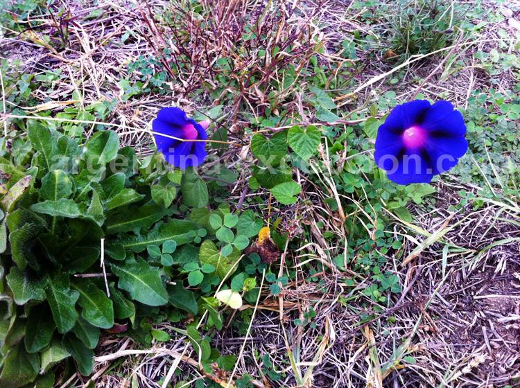 Volubilis, liseron bleu ou morning glory Volubilis, liseron bleu ou morning glory