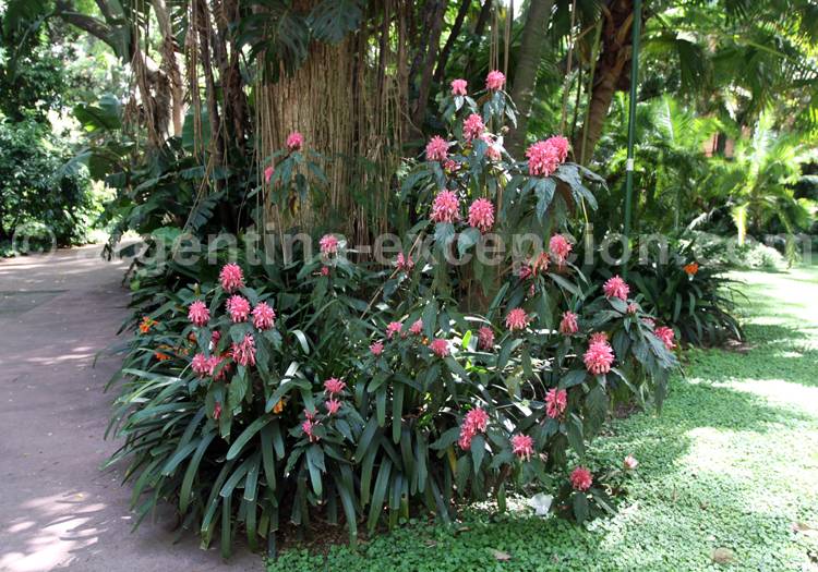 Justicia carnea Justicia carnea