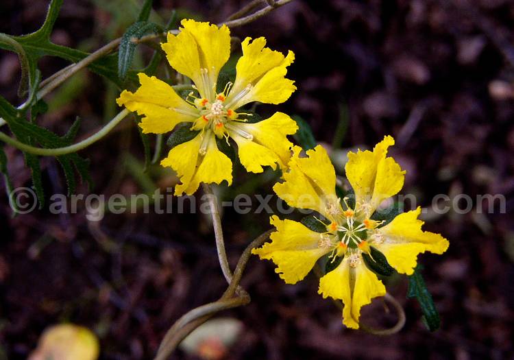 Loasa Bergii Loasa Bergii