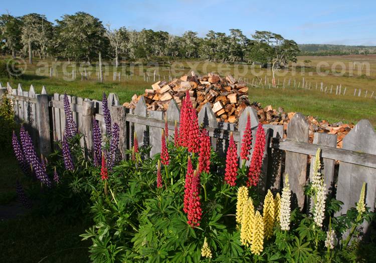 Lupin jaune Lupin jaune