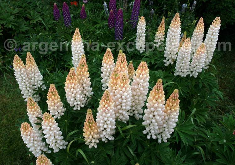 Lupin blanc Lupin blanc
