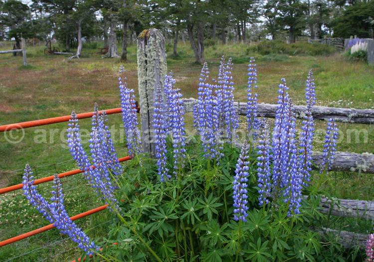 Lupin bleu Lupin bleu