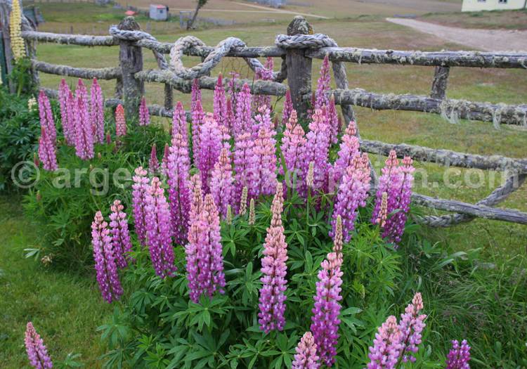 Lupin des jardins Lupin des jardins