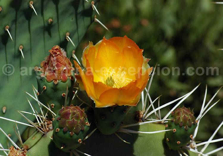 Figuier de Barbarie ou figuier d'Inde Figuier de Barbarie ou figuier d'Inde