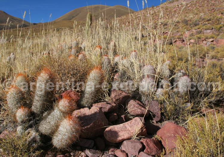 Oreocereus celsianus Oreocereus celsianus