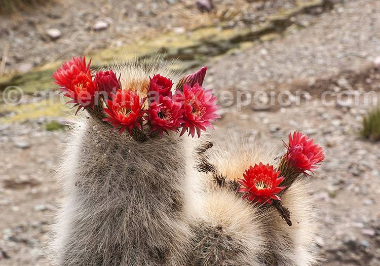 Echinocactus rettigii Echinocactus rettigii