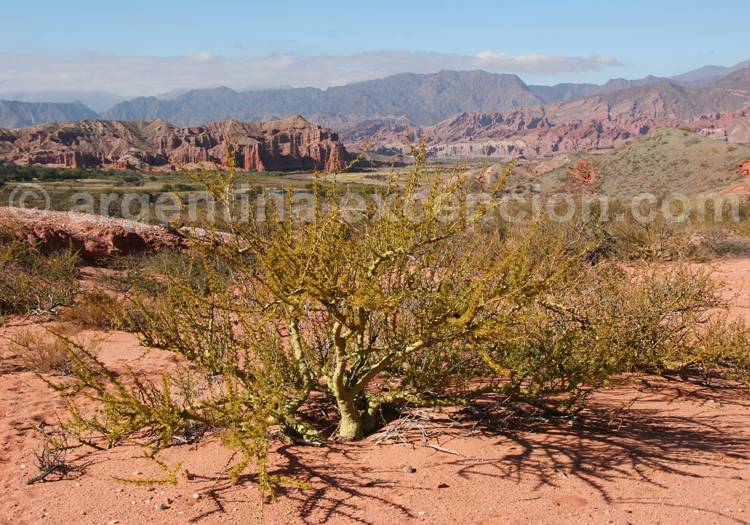 Brea ou palo verde Brea ou palo verde