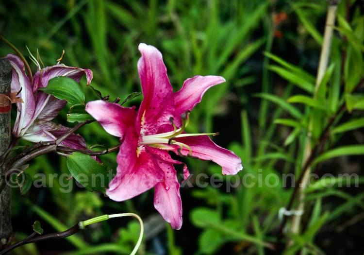 Añañuca de la cordillère Añañuca de la cordillère