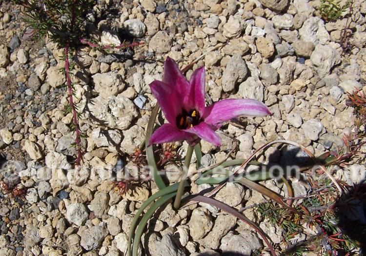 Añañuca des volcans Añañuca des volcans