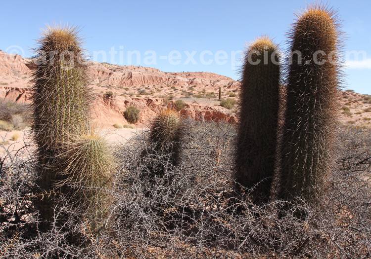 Grand cactus ou cactus Sacré Grand cactus ou cactus Sacré