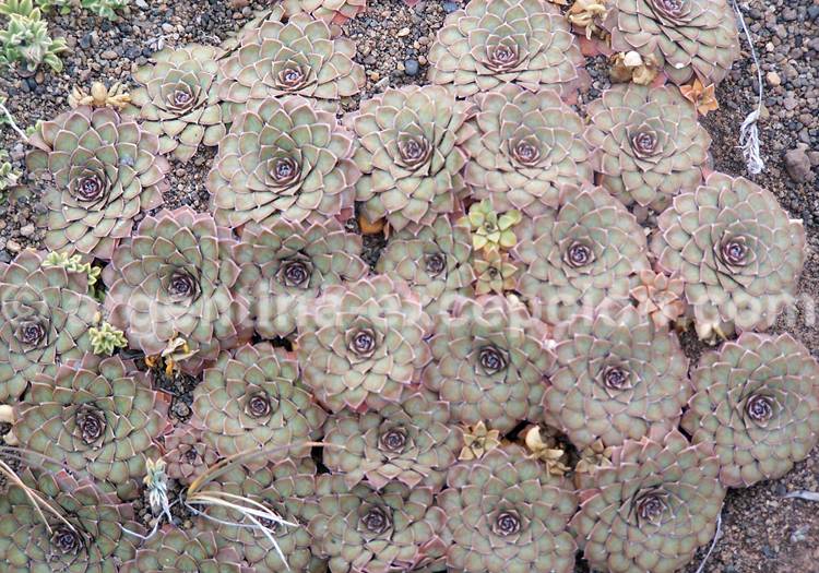 Violette à éperon Violette à éperon