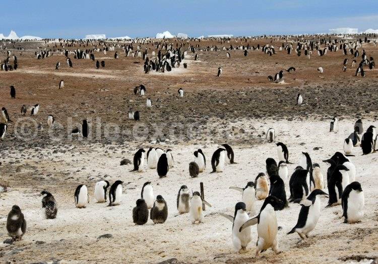 Baie des baleines, découverte 1911 par Roald Amundsen, Antarctique © Dan Leeth Baie des baleines, découverte 1911 par Roald Amundsen, Antarctique © Dan Leeth
