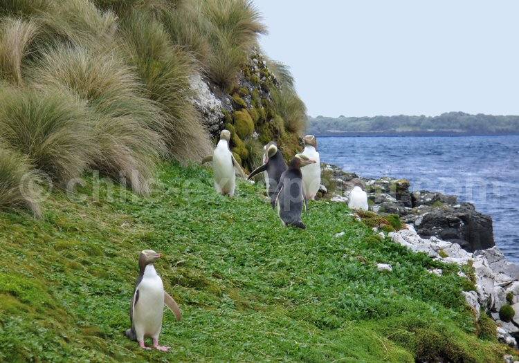 Enderby, îles Auckland, manchots à œil jaune. © Twiddleblat enderby iles auckland