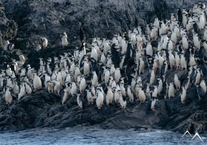 observation des colonies de manchots lors d'une croisière en Antarctique