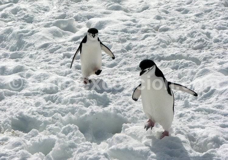 Manchots à jugulaire, îles Sandwich, Antarctique. © headless monk iles sandwich antarctique