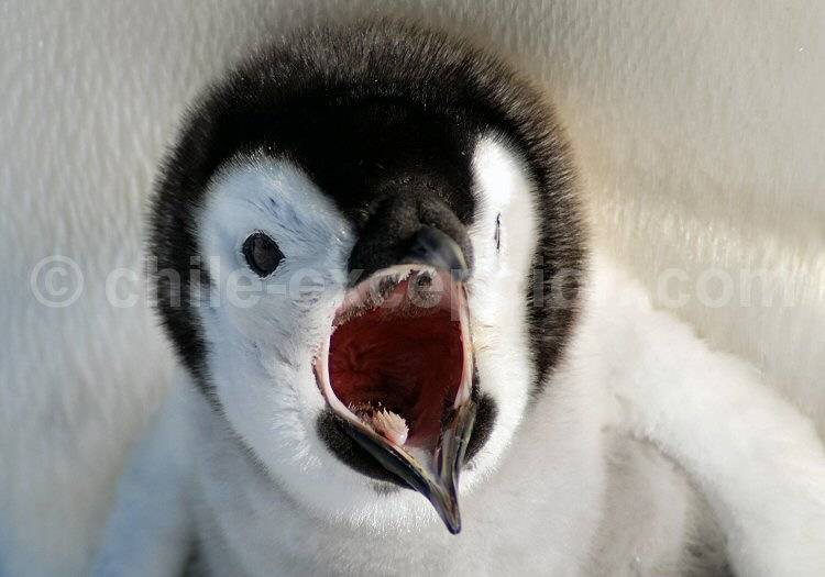 Petit manchot empereur, péninsule Antarctique @ Lynn Woodworth Petit manchot empereur, péninsule Antarctique @ Lynn Woodworth