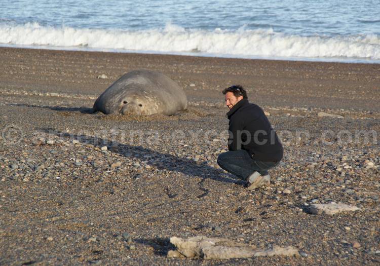 Rencontre avec un éléphant de mer à El Pedral Rencontre avec un éléphant de mer à El Pedral