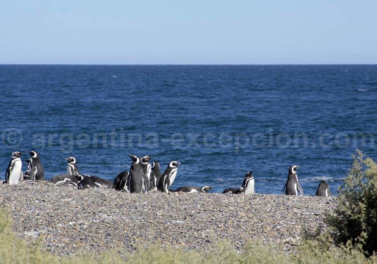 Manchots de Magellan, Punta Ninfas manchots de magellan, punta ninfas