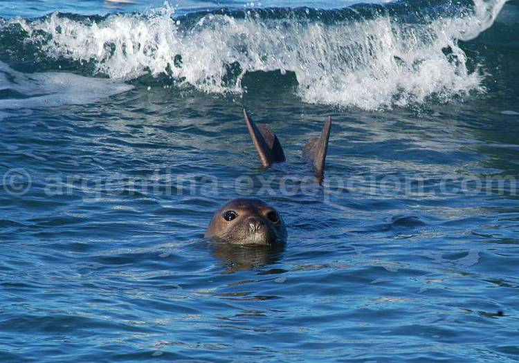 Femelle éléphant de mer, El Pedral Femelle éléphant de mer, El Pedral