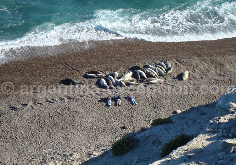 Observation des éléphants de mer à l'hôtel El Pedral Observation des éléphants de mer à l'hôtel El Pedral