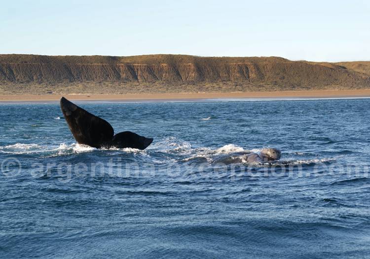 Baleine franche australe observée depuis un bateau de El Pedral Baleine franche australe observée depuis un bateau de El Pedral