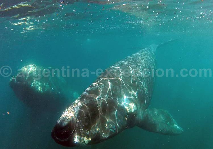 Une baleine frôle la vitre du Yellow Submarine Une baleine frôle la vitre du Yellow Submarine