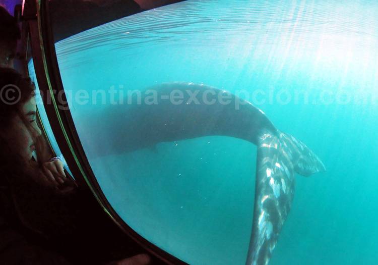Une baleine observée du Yellow Submarine Une baleine observée du Yellow Submarine