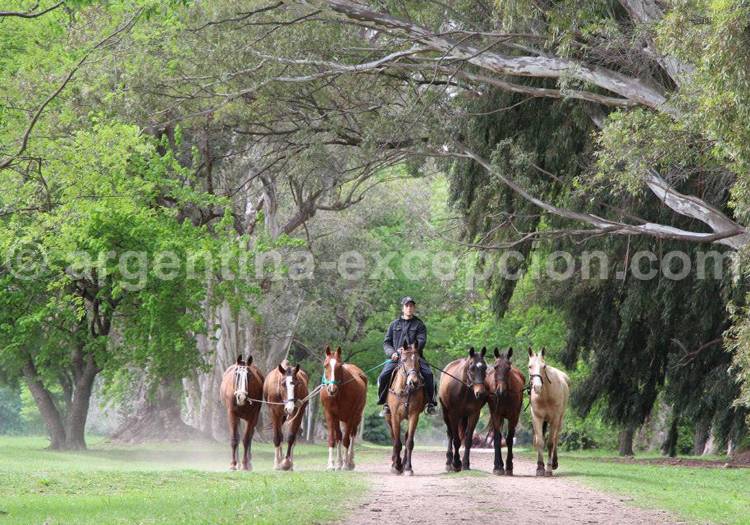 Les chevaux rejoignent leurs écuries Les chevaux rejoignent leurs écuries